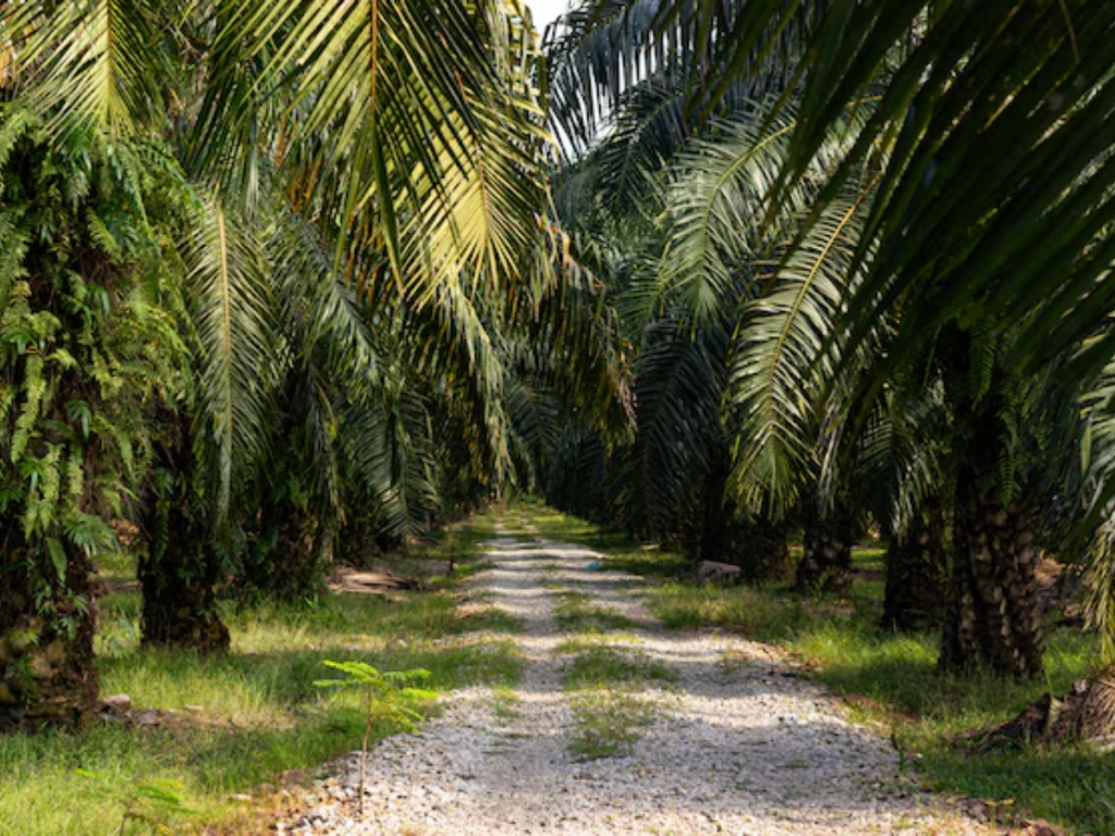 Why Most Palm Plantations