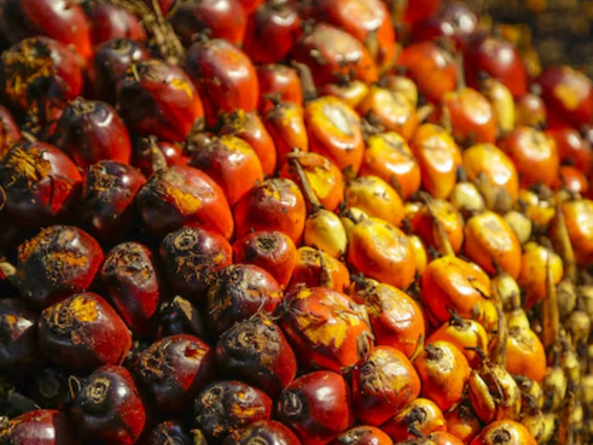 Why Most Palm Plantations