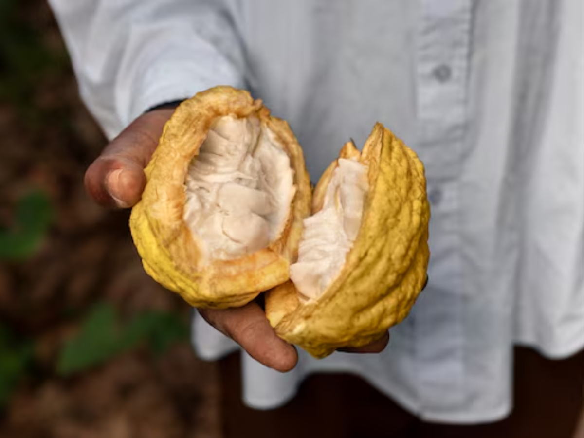 COCOA PRODUCTION IN NIGERIA.
