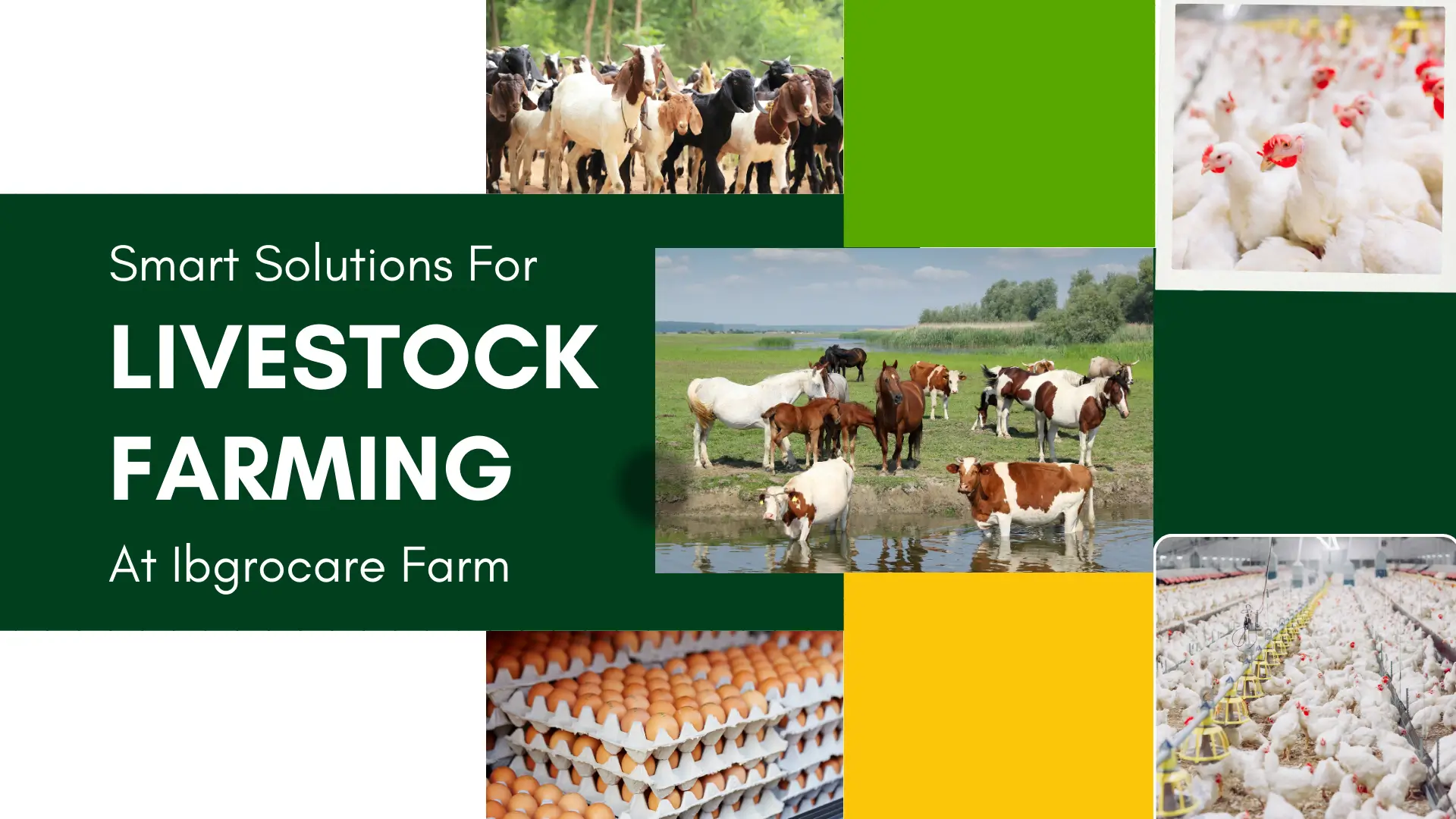 Green Yellow Modern Livestock Farming Presentation (1)