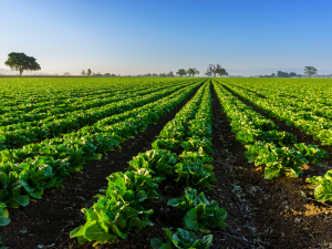 Agric Real Estate