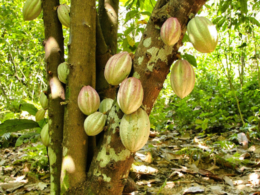 COCOA PRODUCTION IN NIGERIA.