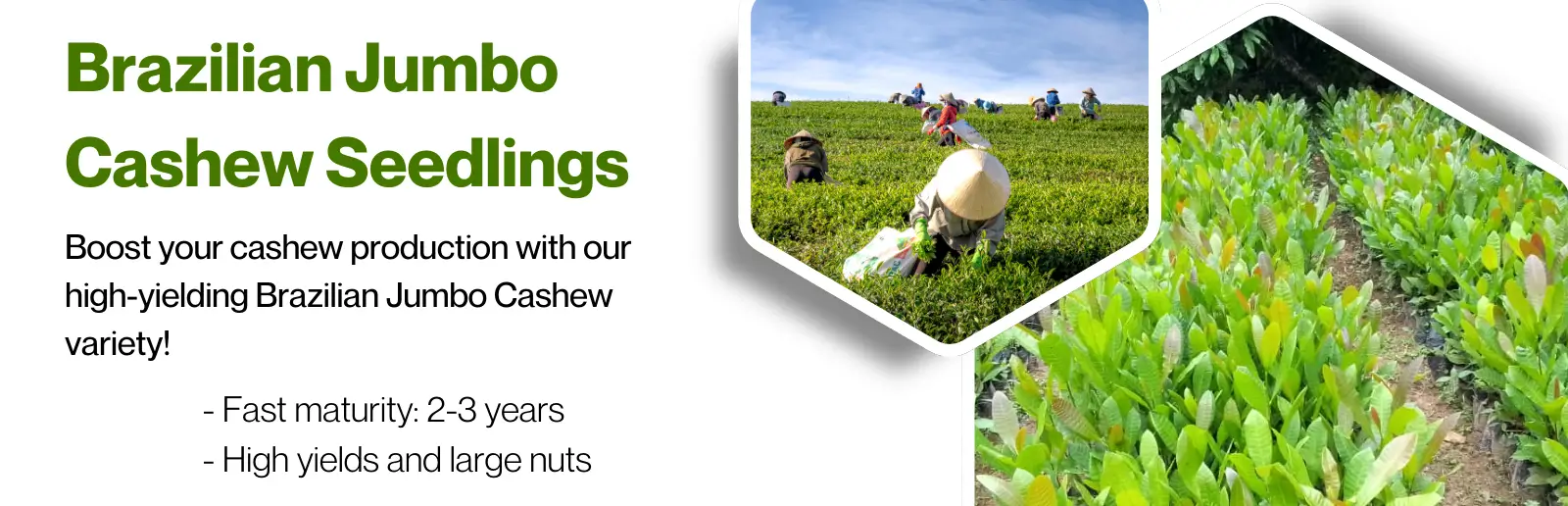 White Green Modern Agriculture Company Profile Presentation